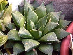 Haworthia mirabilis v. calcarea