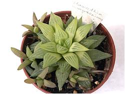 Haworthia mirabilis