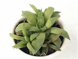 Haworthia mirabilis v. triebneriana f. nitidula (Haworthia mirabilis v. triebneriana f. nitidula)