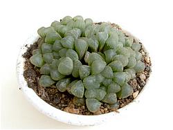 Haworthia obtusa v. pilifera