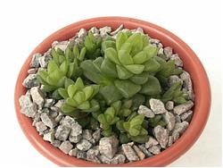 Haworthia obtusa