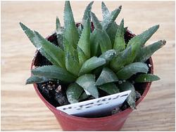 Haworthia pallida