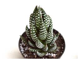 Haworthia reinwardtii v. zebrina