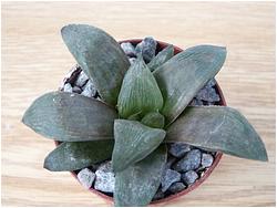 Haworthia retusa v. gigantea