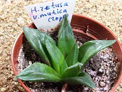 Haworthia retusa v. mutica