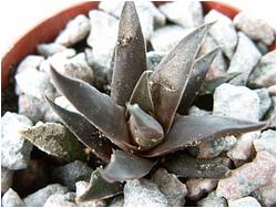 Haworthia scabra