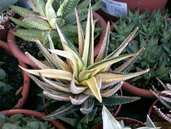 Haworthia subattenuata variegata