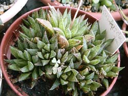 Haworthia variegata v. modesta