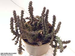 Huernia stapelioides (Stapeliopsis madagascariensis, Stapelianthus decariy)