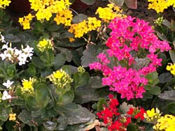 Kalanchoe blossfeldiana