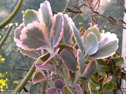 Kalanchoe fedtschenkoi f. marginata 