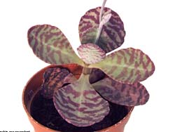 Kalanchoe figuereidoi