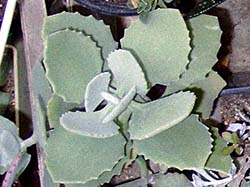 Kalanchoe milloti