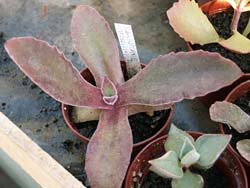 Kalanchoe tetraphylla