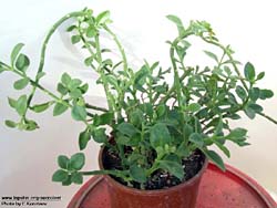 Lampranthus cordifolia