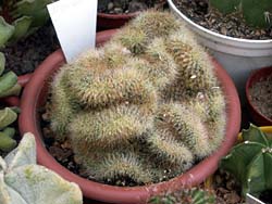 Mammillaria wildii f. cristata