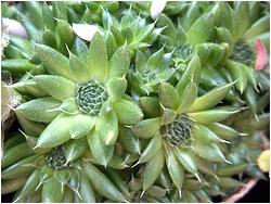 Orostachys spinosus