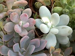 Pachyphytum