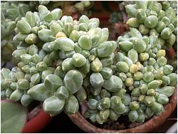 Pachyphytum compactum f. cristata