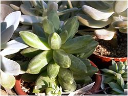 Pachyphytum compactum 