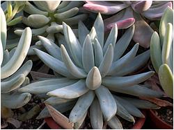 Pachyveria glauca (Pachyphytum hookerii) 