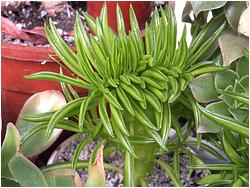 Peperomia fereirae f. cristata