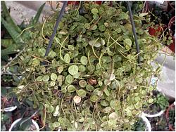 Peperomia rotundifolia (prostrata)