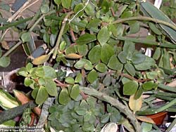 Peperomia verticillata