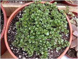 Pilea