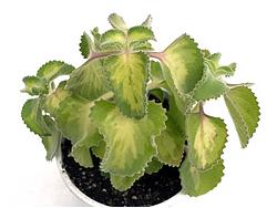 Plectranthus sp. f. variegata