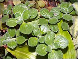 Plectranthus