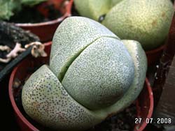 Pleiospilos