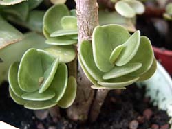 Portulaca molokaiensis 