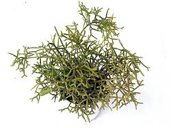 Rhipsalis cereuscula