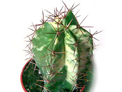 Ritterocereus pruinosus f. variegata