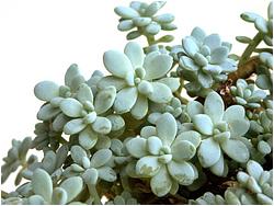 Sedum clavatum (clavifolium)