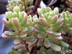 Sedum cv. Joyce Tulloch