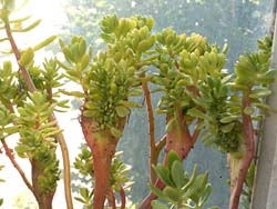 Sedum dendroideum ssp. praealtum f. cristata