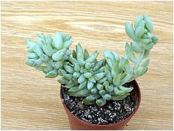 Sedum morganianum f. cristata