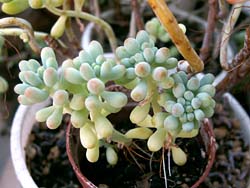 Sedum pachyphyllum f. cristata