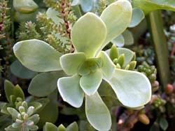 Sedum palmeri