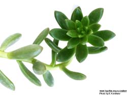 Sedum luteoviride