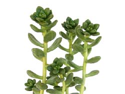 Sedum lucidum 