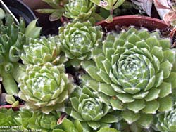 Sempervivum arachoideum 