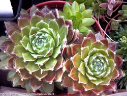 Sempervivum X arachnoideum 