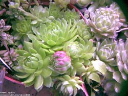 Sempervivum soboliferum