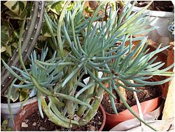 Senecio picticaulis v. glauca