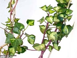 Senecio macroglossus f. variegata