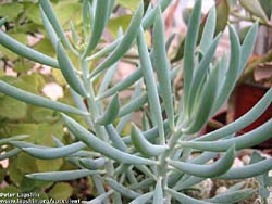 Senecio archeri