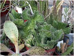 Stapelia gigantea f. cristata